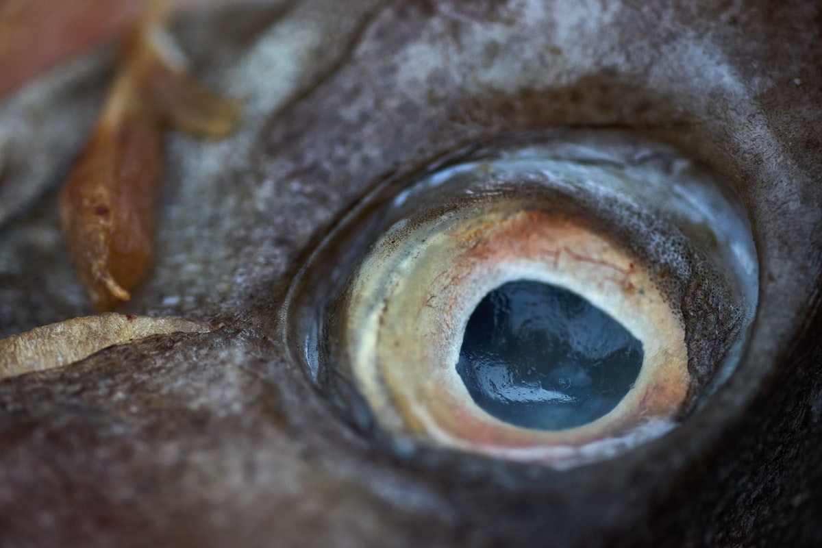 Age-Related Vision Changes
